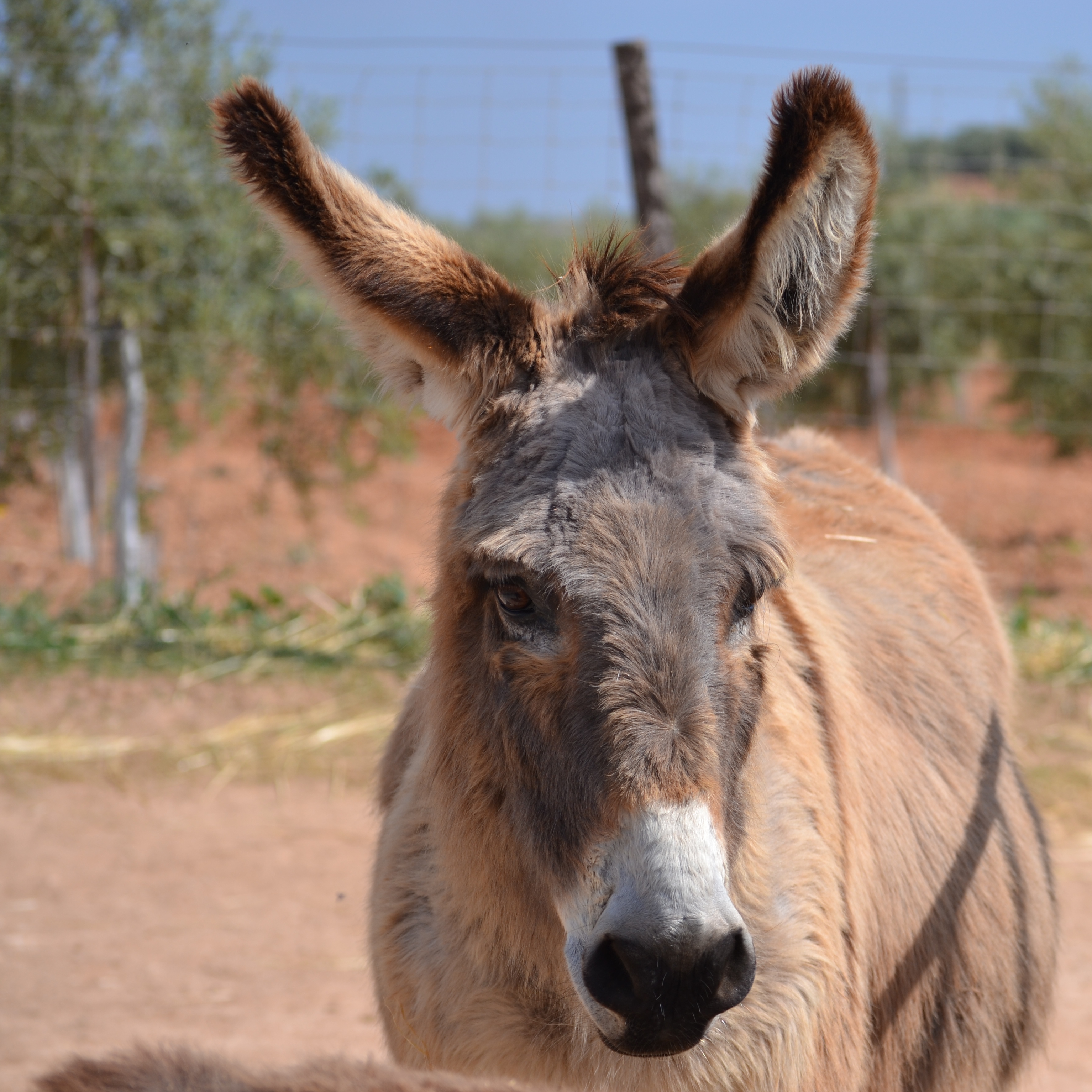 Adooption donkey