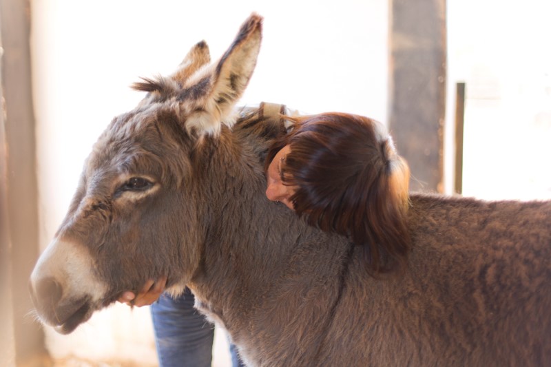 hug a donkey