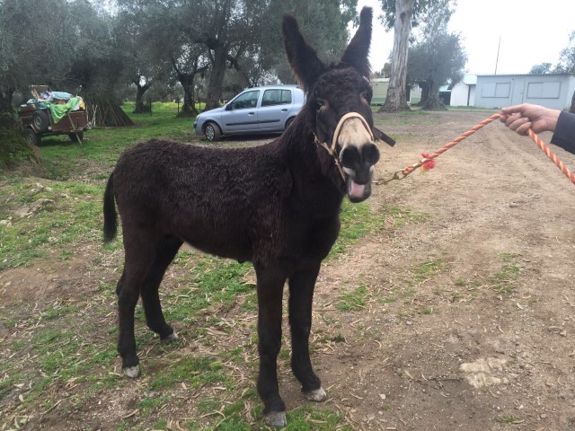 Felipe Peropalo rescued donkey