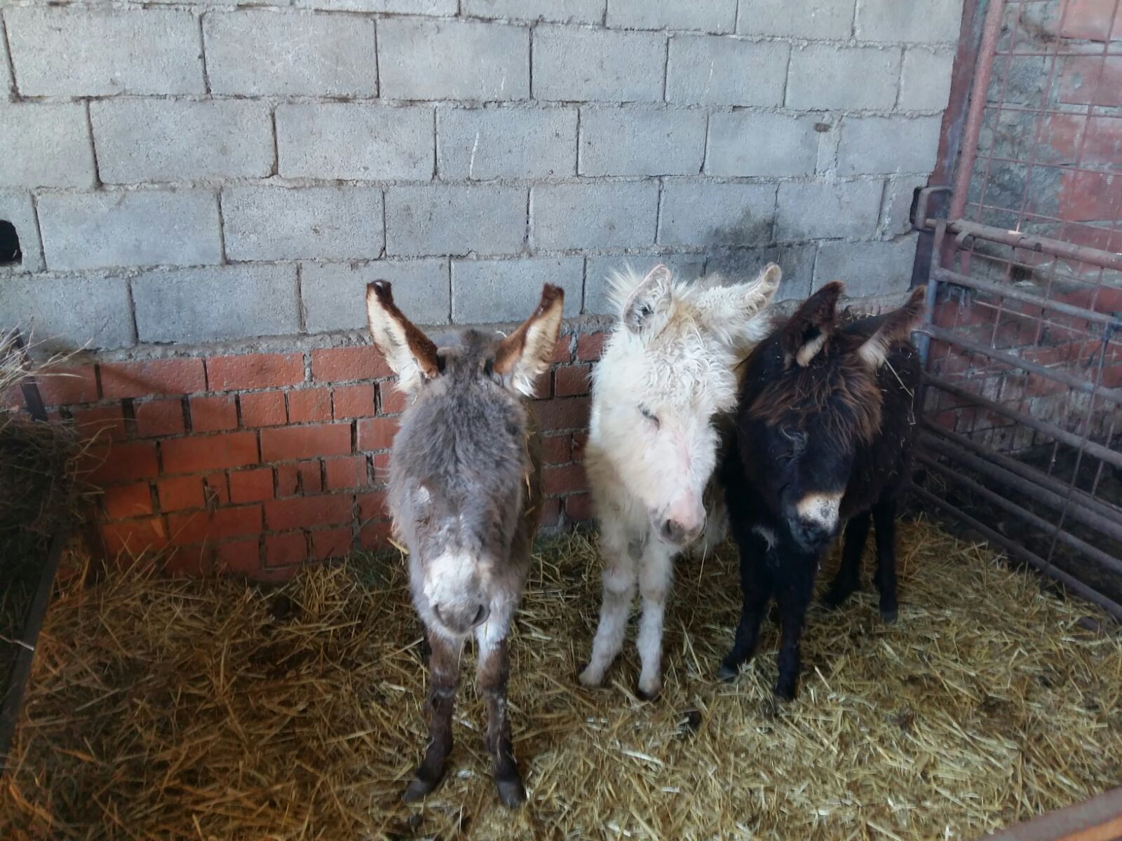 Some of the donkeys rescued from Guijo de Granadilla, Cáceres