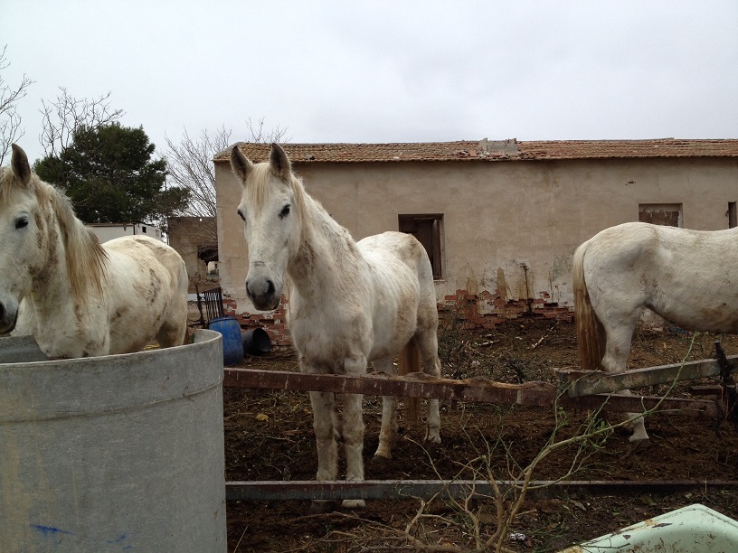 Maltrato a equinos en Callosa de Segura