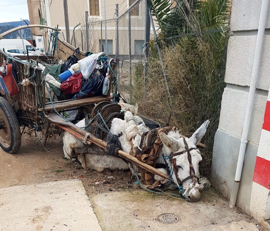 Exhausted donkey on street