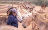 Caring for your donkeys during COVID-19