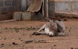 Burro en un entorno inhumano en un matadero de Kenia