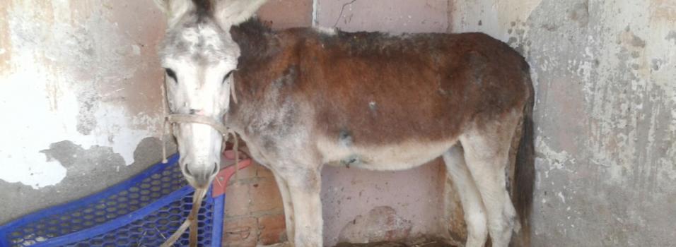 Ibai rescued from deplorable living conditions