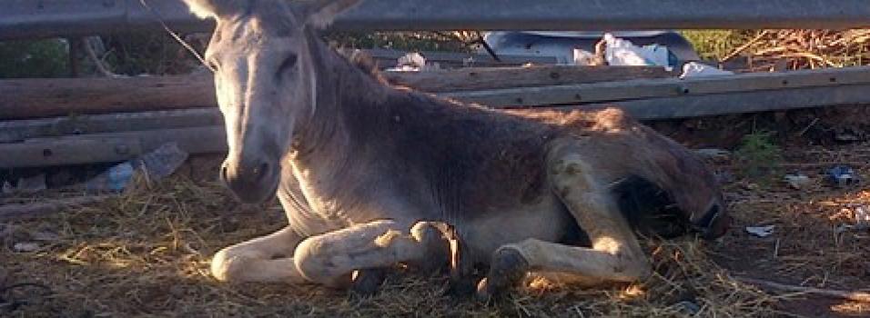 Donkey rescued from Alicante