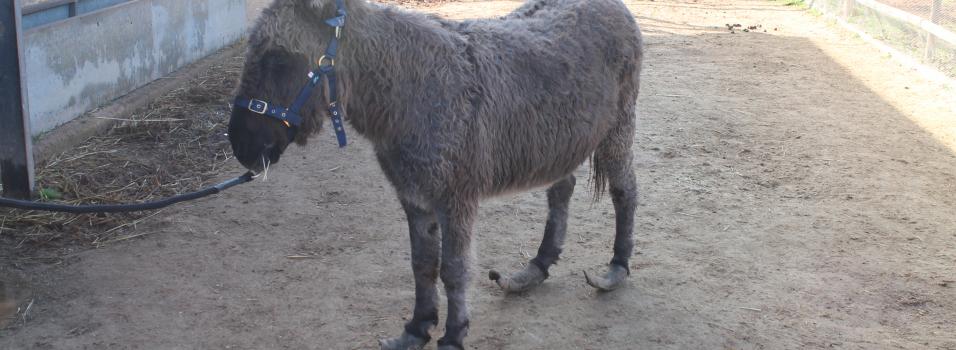 Jasmin the donkey with overgrown hooves