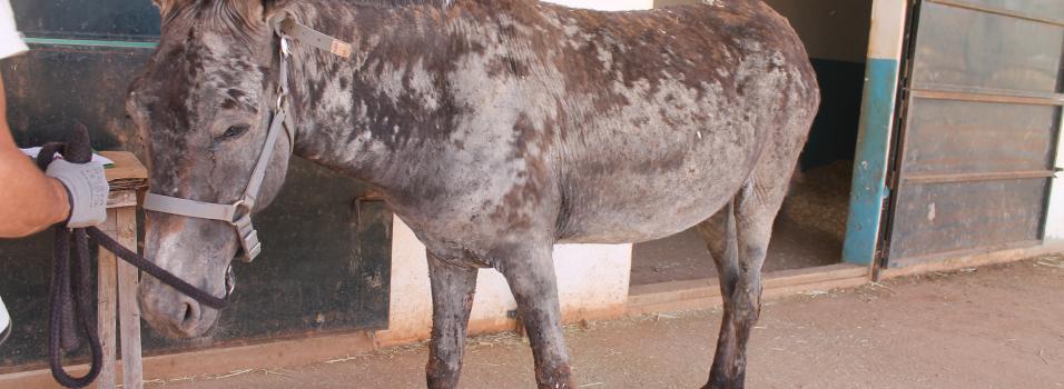Flor, the abandoned donkey with a terrible skin infecction