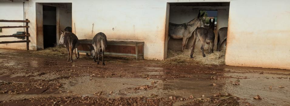 burros se refugian en establos tras las lluvias torrenciales