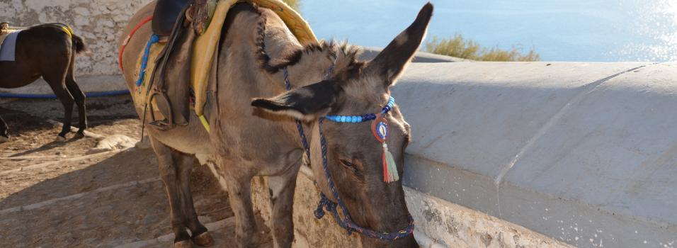 Santorini donkey taxi with tourist cruise ship in the background
