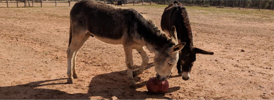 Donkeys playing in the paddock.