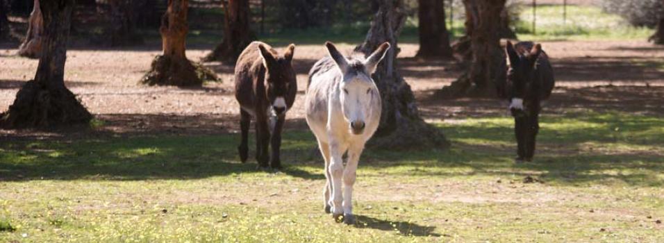 Three donkeys walking around our sanctuary in Bodonal de la Sierra.