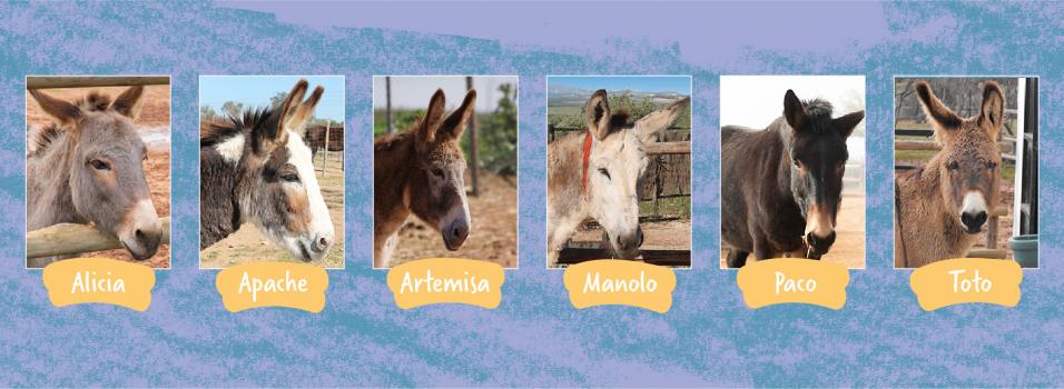 Adoption Donkeys