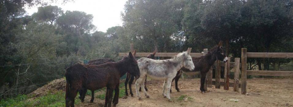 Donkeys at Rancho Mestres