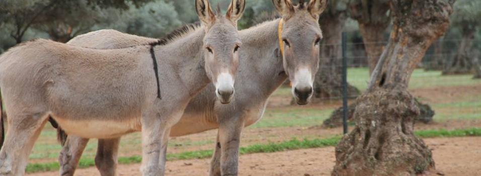 Two donkeys at El Refugio del Burrito