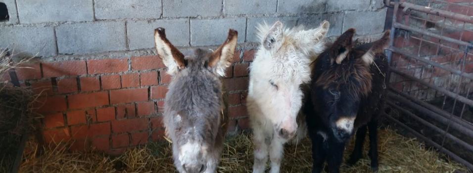 Some of the donkeys rescued from Guijo de Granadilla, Cáceres