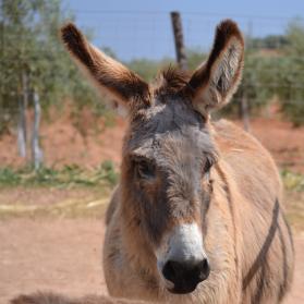 donkey adoption near me