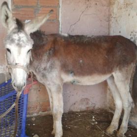 Ibai rescued from deplorable living conditions