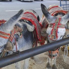 Mijas donkey taxis