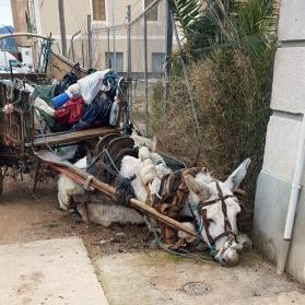 Exhausted donkey on street