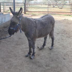 Jasmin the donkey with overgrown hooves