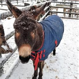 donkey in winter