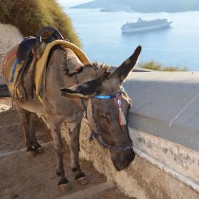 Santorini donkey taxi with tourist cruise ship in the background