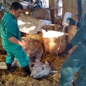 Veterinario y Seprona atienden de urgencia a un burro que agoniza 