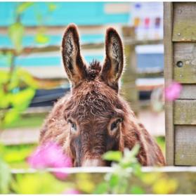 donkey hiding behind plants 