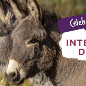 dia internacional del burro