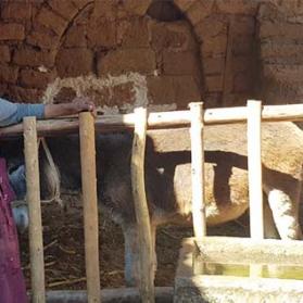 Julia Condori with donkeys Filemón and Valentina in a shelter built with support from the project.