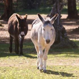 Three donkeys walking around our sanctuary in Bodonal de la Sierra.