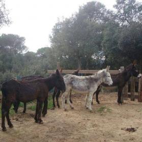 Donkeys at Rancho Mestres