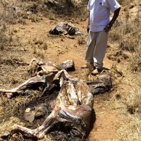 Burros robados y asesinados por su piel en una comunidad rural de Tanzania
