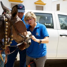 Coral Ruiz advising Rociero on protecting his mule´s nose injury caused by serrated noseband