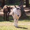 Tres burros paseando por nuestro refugio en Bodonal de la Sierra.
